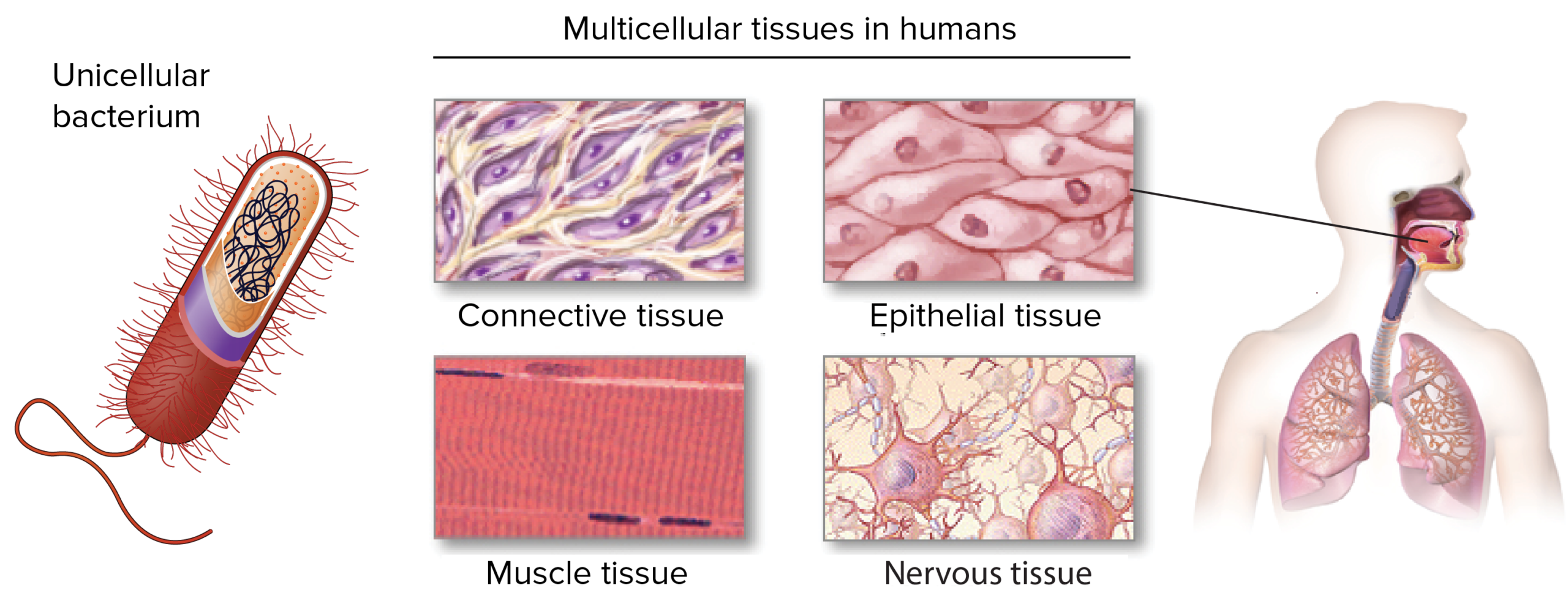 What is life? What does it mean to be alive?